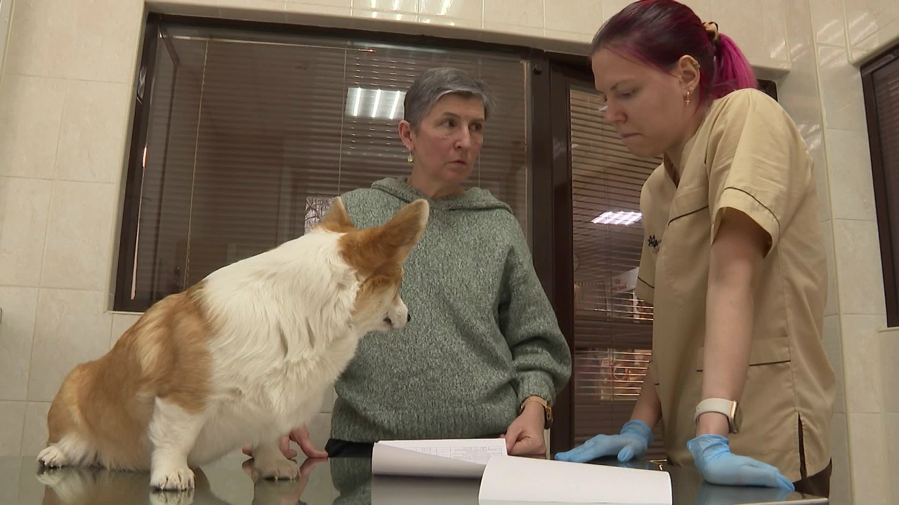 Первые чипы собакам начали вживлять в Челябинской области