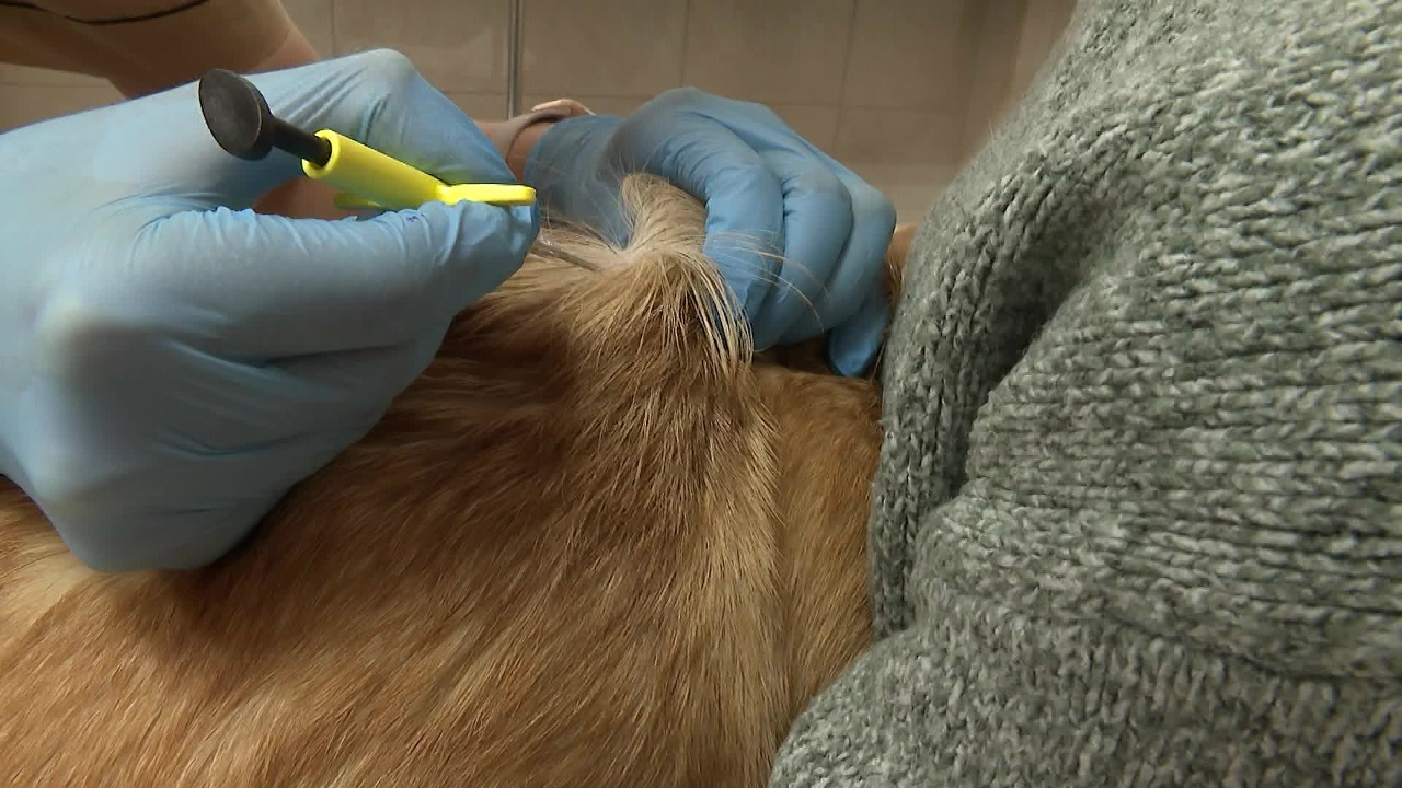 Первые чипы собакам начали вживлять в Челябинской области