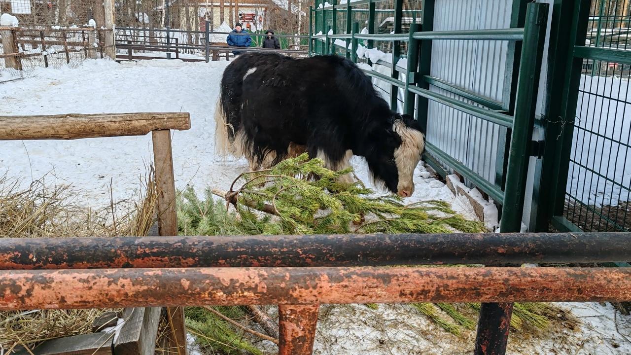 В Магнитогорске придумали, как извлечь пользу с ненужных после Нового года елок В Магнитогорске придумали, как извлечь пользу с ненужных после Нового года елок