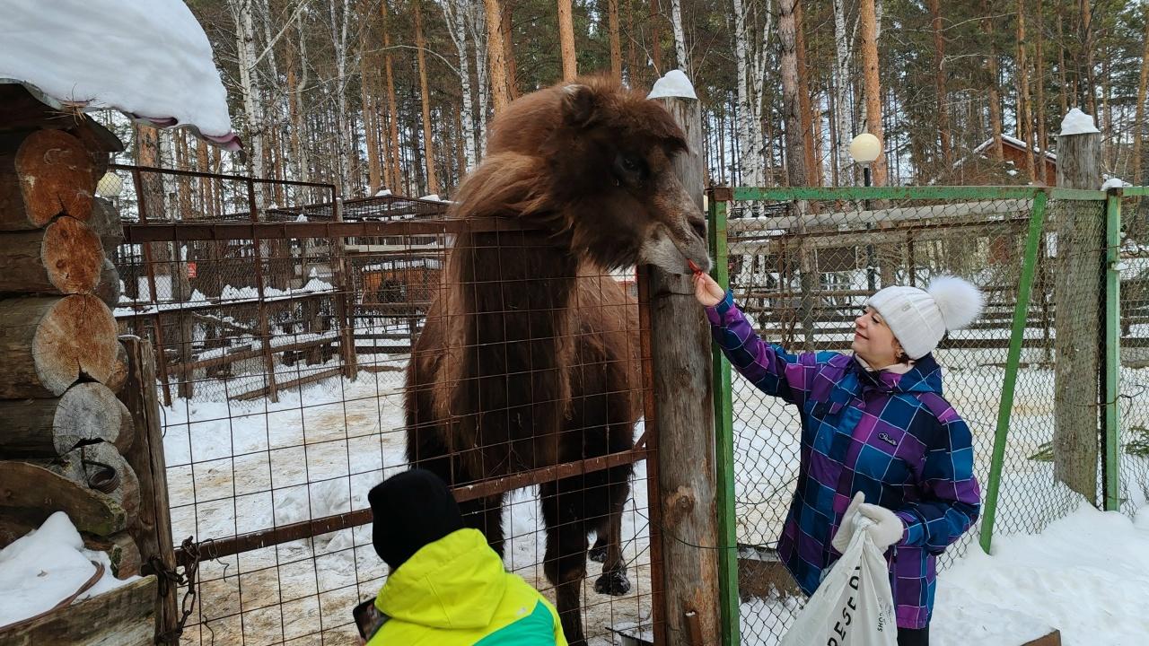 В Магнитогорске придумали, как извлечь пользу с ненужных после Нового года елок В Магнитогорске придумали, как извлечь пользу с ненужных после Нового года елок