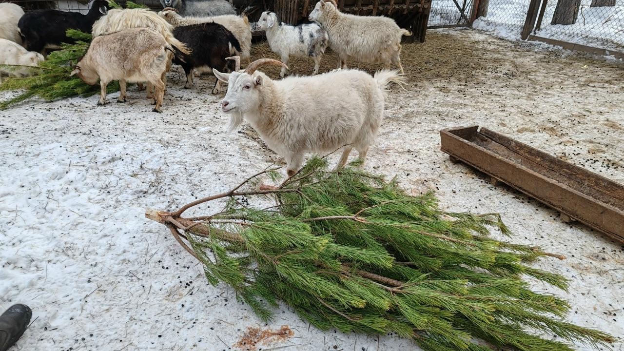 В Магнитогорске придумали, как извлечь пользу с ненужных после Нового года елок В Магнитогорске придумали, как извлечь пользу с ненужных после Нового года елок