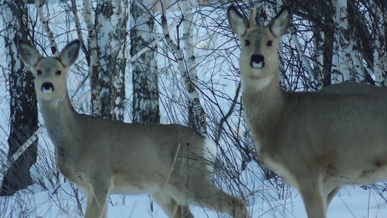 Зимняя перепись животных и птиц проходит в Челябинской области Зимняя перепись животных и птиц проходит в Челябинской области