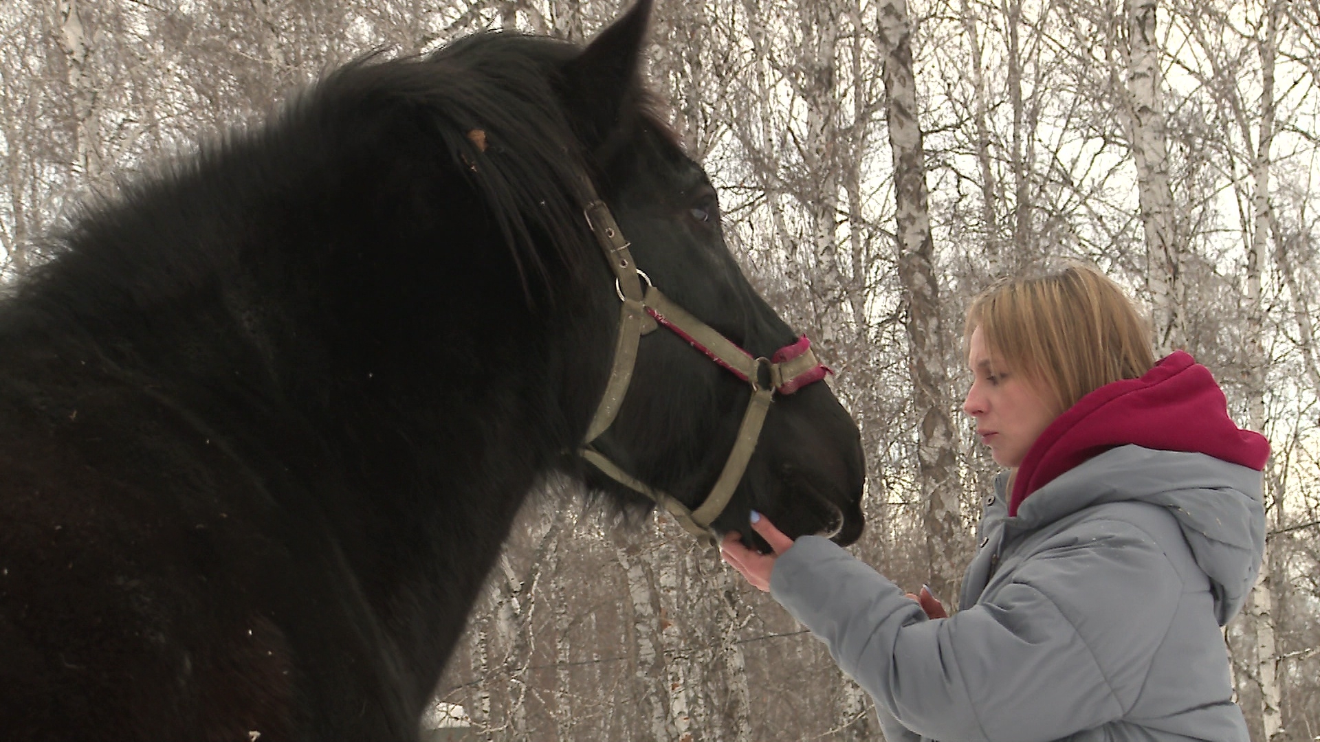 Челябинская семья рассказала о судьбе спасенных из-под ножа мясника лошадей Челябинская семья рассказала о судьбе спасенных из-под ножа мясника лошадей