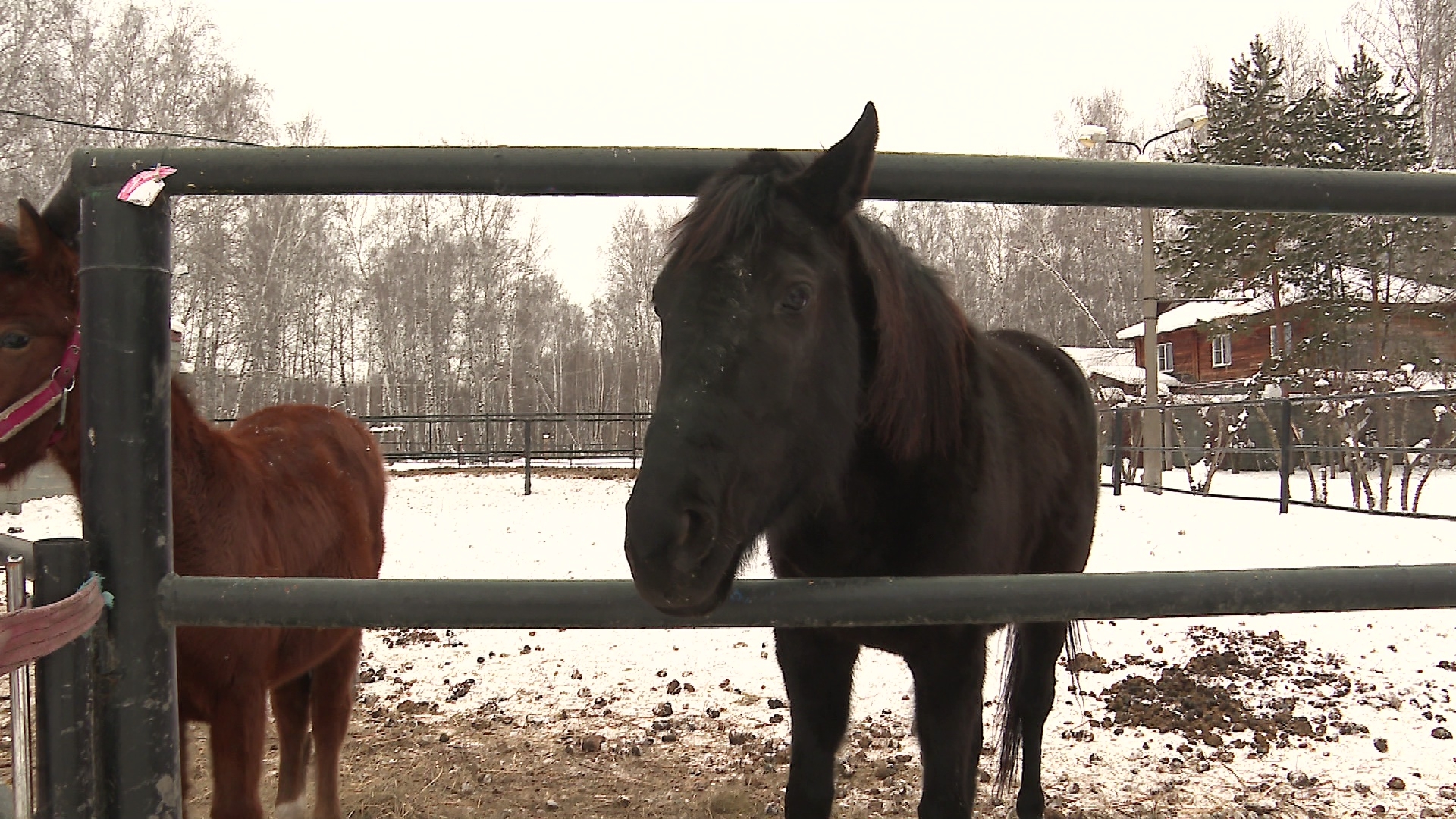 Челябинская семья рассказала о судьбе спасенных из-под ножа мясника лошадей Челябинская семья рассказала о судьбе спасенных из-под ножа мясника лошадей
