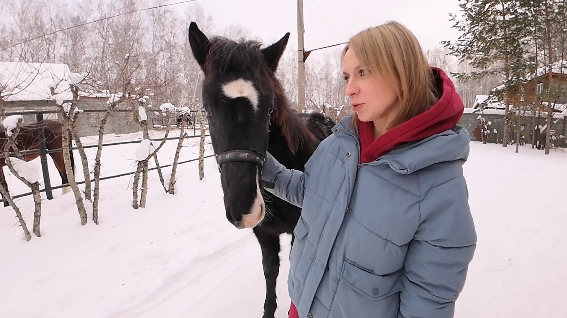 Челябинская семья рассказала о судьбе спасенных из-под ножа мясника лошадей Челябинская семья рассказала о судьбе спасенных из-под ножа мясника лошадей