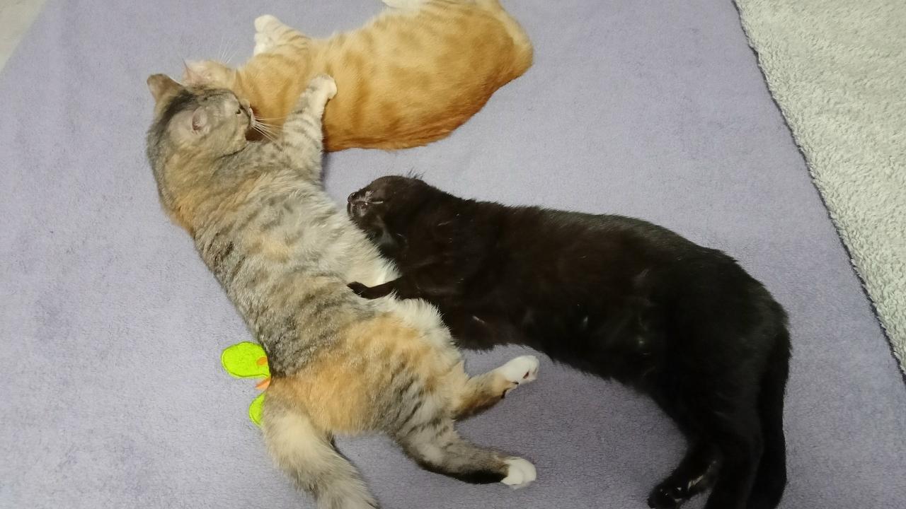 Стала известна судьба кота Уголька, обгоревшего во время пожара в Кыштыме