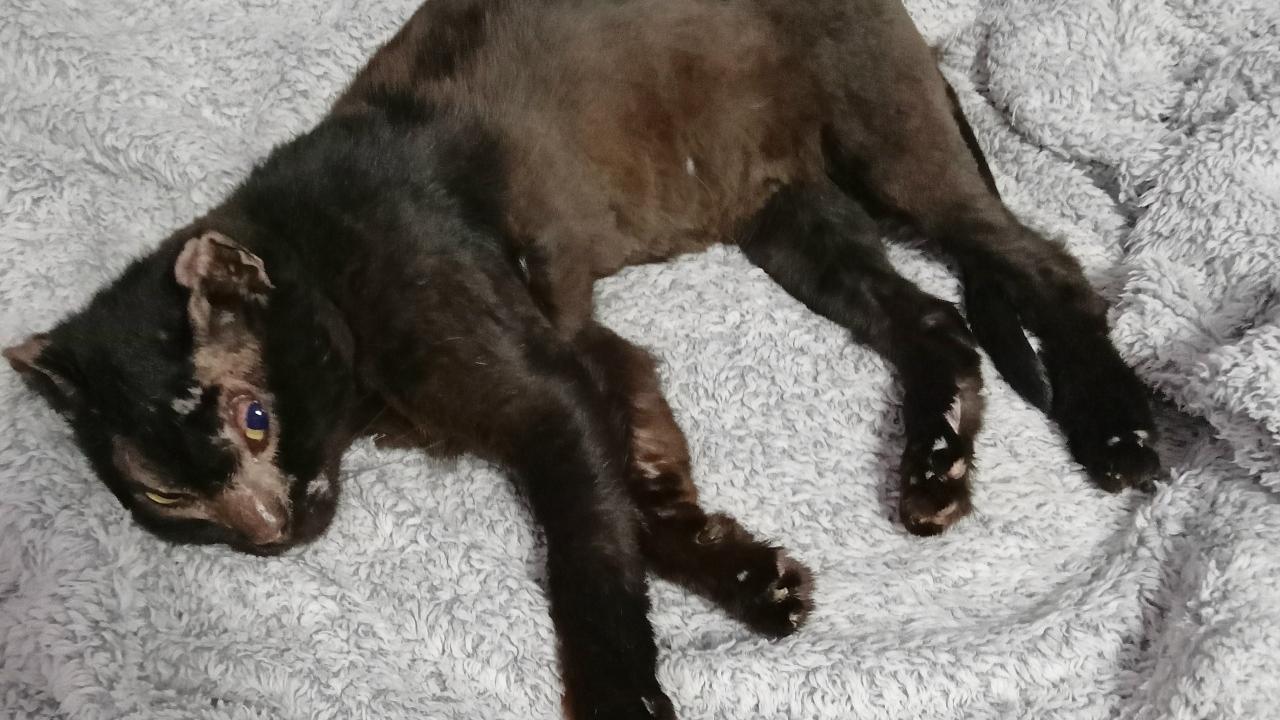 Стала известна судьба кота Уголька, обгоревшего во время пожара в Кыштыме