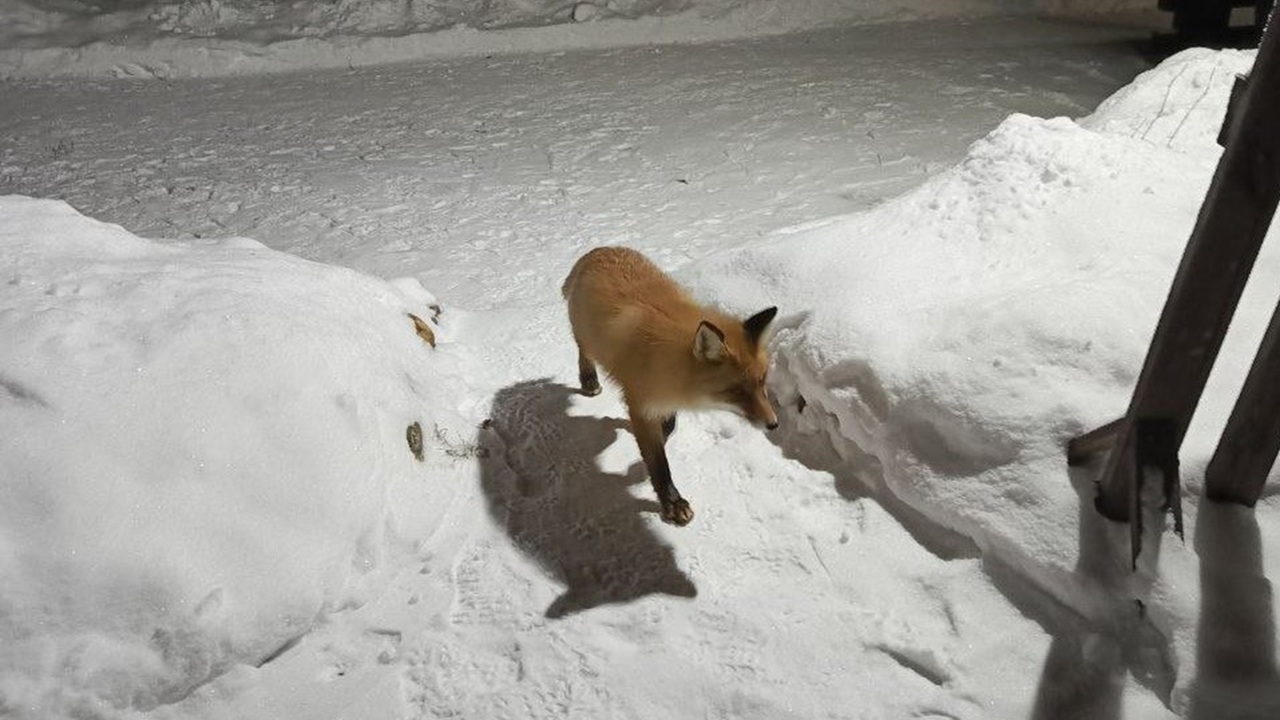 У туристического центра в нацпарке Челябинской области заметили лису У туристического центра в нацпарке Челябинской области заметили лису