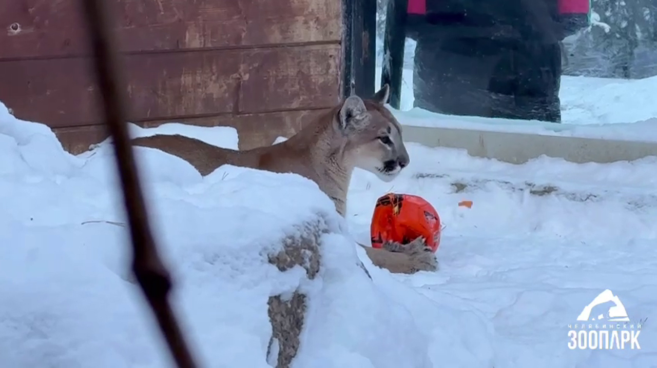 Волкам — валенки, пуме — мяч: животные из челябинского зоопарка получили подарки