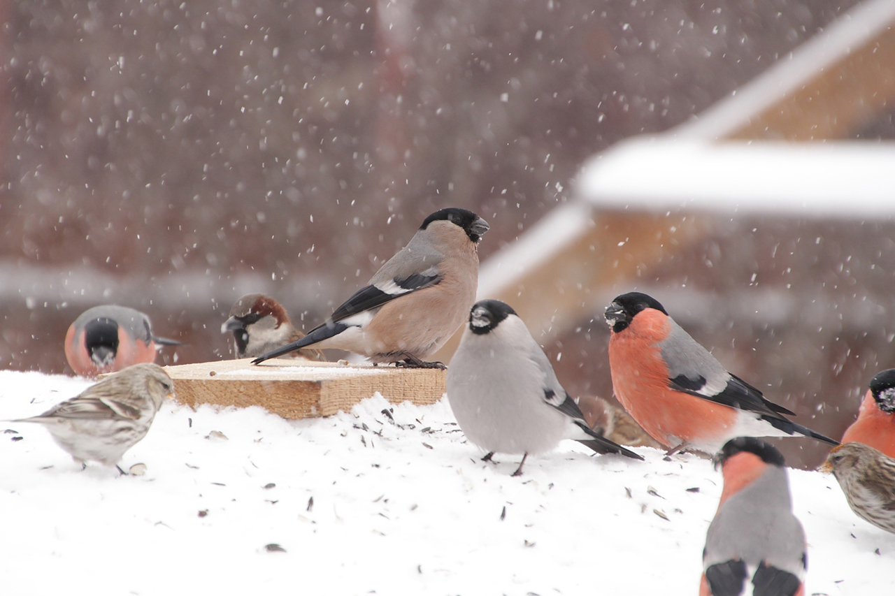Туманы и небольшой снег прогнозируют 1 февраля в Челябинской области