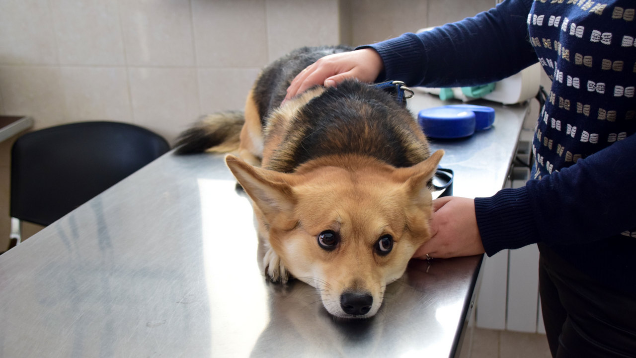 Жителям Челябинска объяснили, как защитить собаку от отравления на улице Жителям Челябинска объяснили, как защитить собаку от отравления на улице