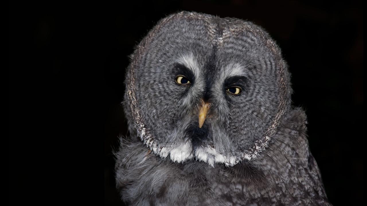 В Челябинске запретят фотосессии с дикими животными