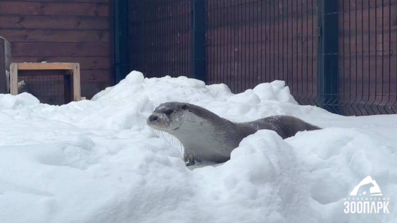 В челябинском зоопарке для выдр Вани и Мани открыли уличный вольер В челябинском зоопарке для выдр Вани и Мани открыли уличный вольер