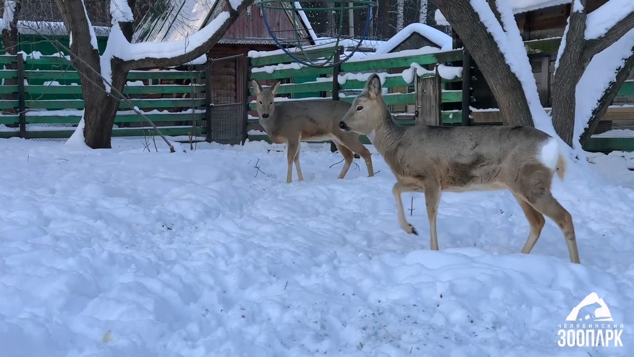 В морозы животным из Челябинского зоопарка усилили питание