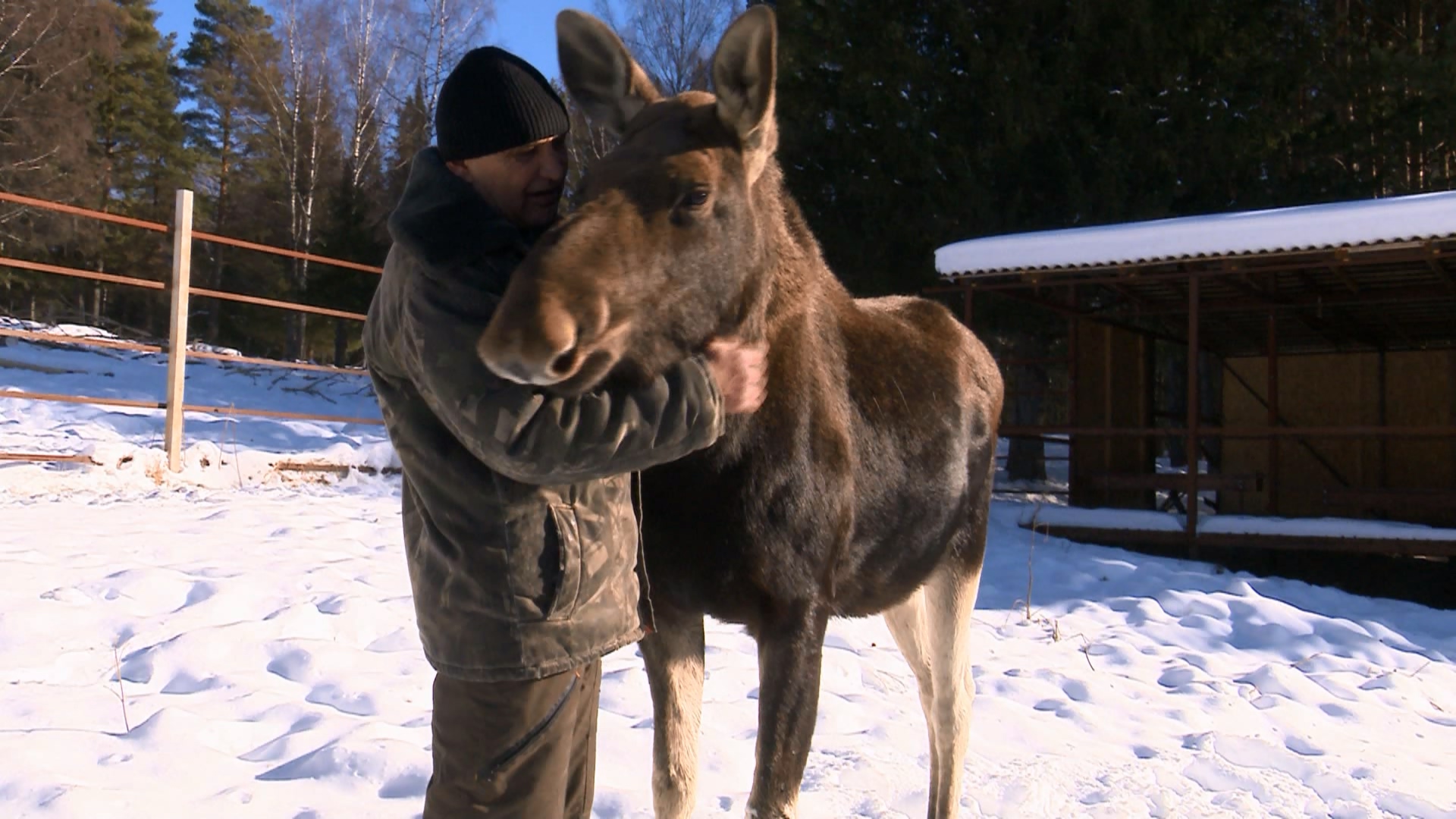 Инспектор нацпарка в Челябинской области рассказал, как лосиха спасла ему жизнь Инспектор нацпарка в Челябинской области рассказал, как лосиха спасла ему жизнь