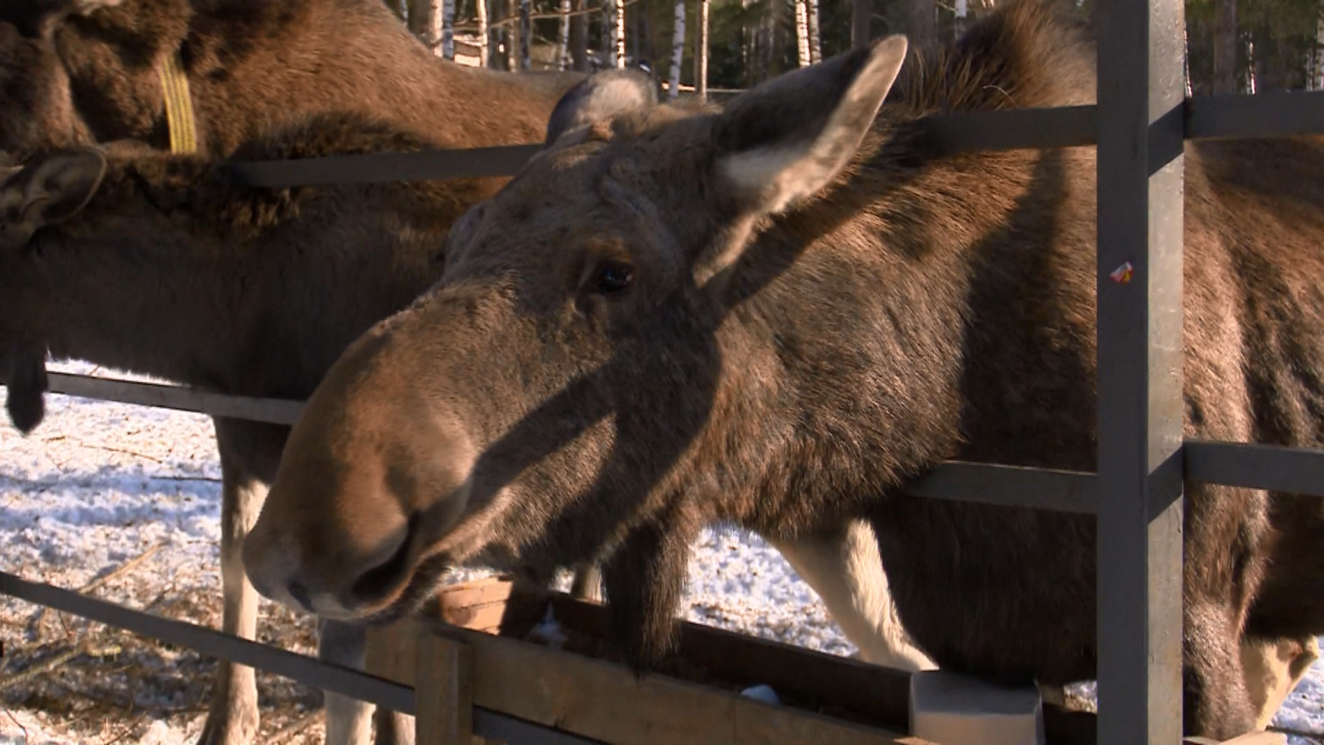 Инспектор нацпарка в Челябинской области рассказал, как лосиха спасла ему жизнь Инспектор нацпарка в Челябинской области рассказал, как лосиха спасла ему жизнь