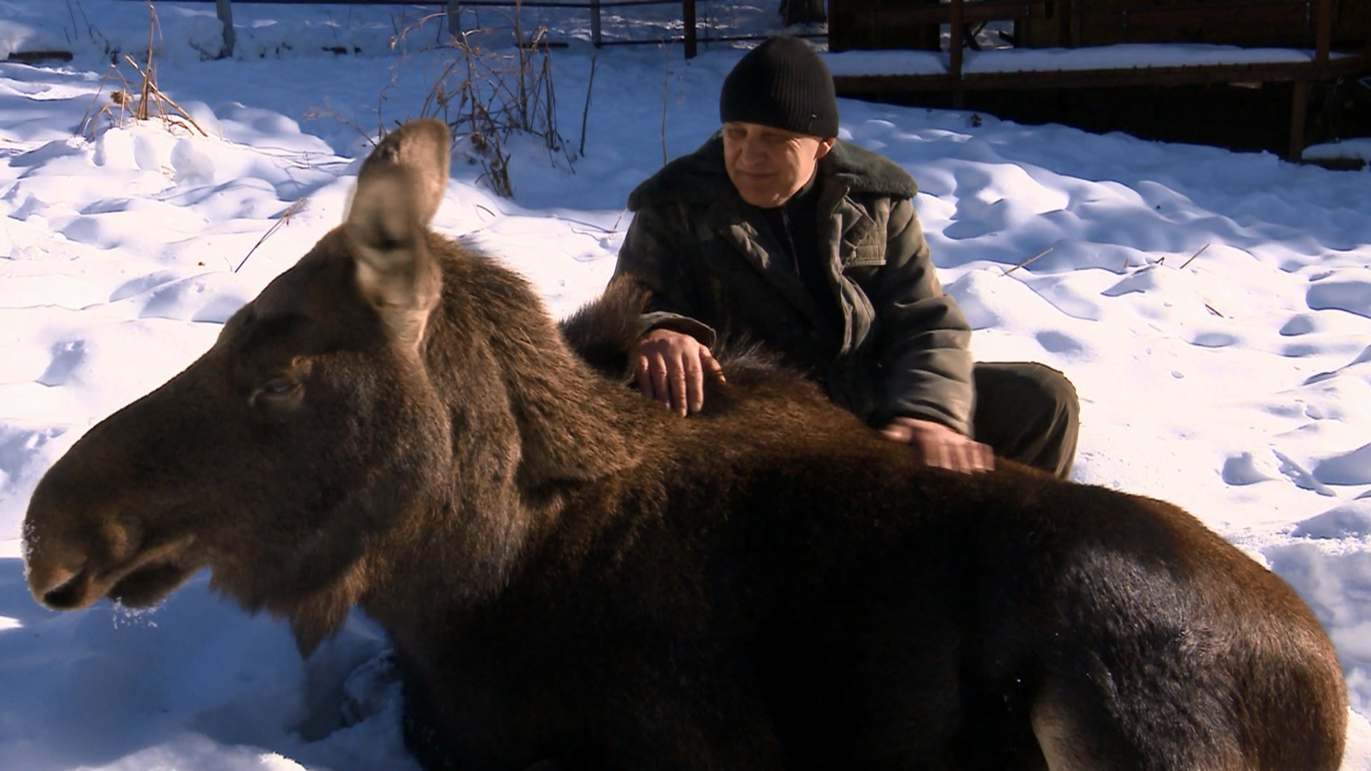 Инспектор нацпарка в Челябинской области рассказал, как лосиха спасла ему жизнь Инспектор нацпарка в Челябинской области рассказал, как лосиха спасла ему жизнь
