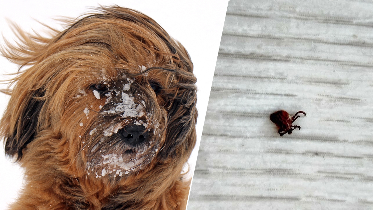 Ранее пробуждение клещей обсуждают в Челябинской области Ранее пробуждение клещей обсуждают в Челябинской области
