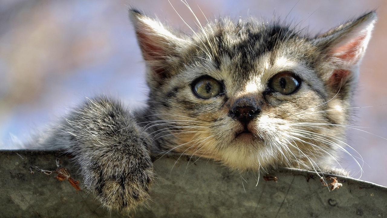 В Челябинской области школьников научат правильно помогать бездомным животным В Челябинской области школьников научат правильно помогать бездомным животным