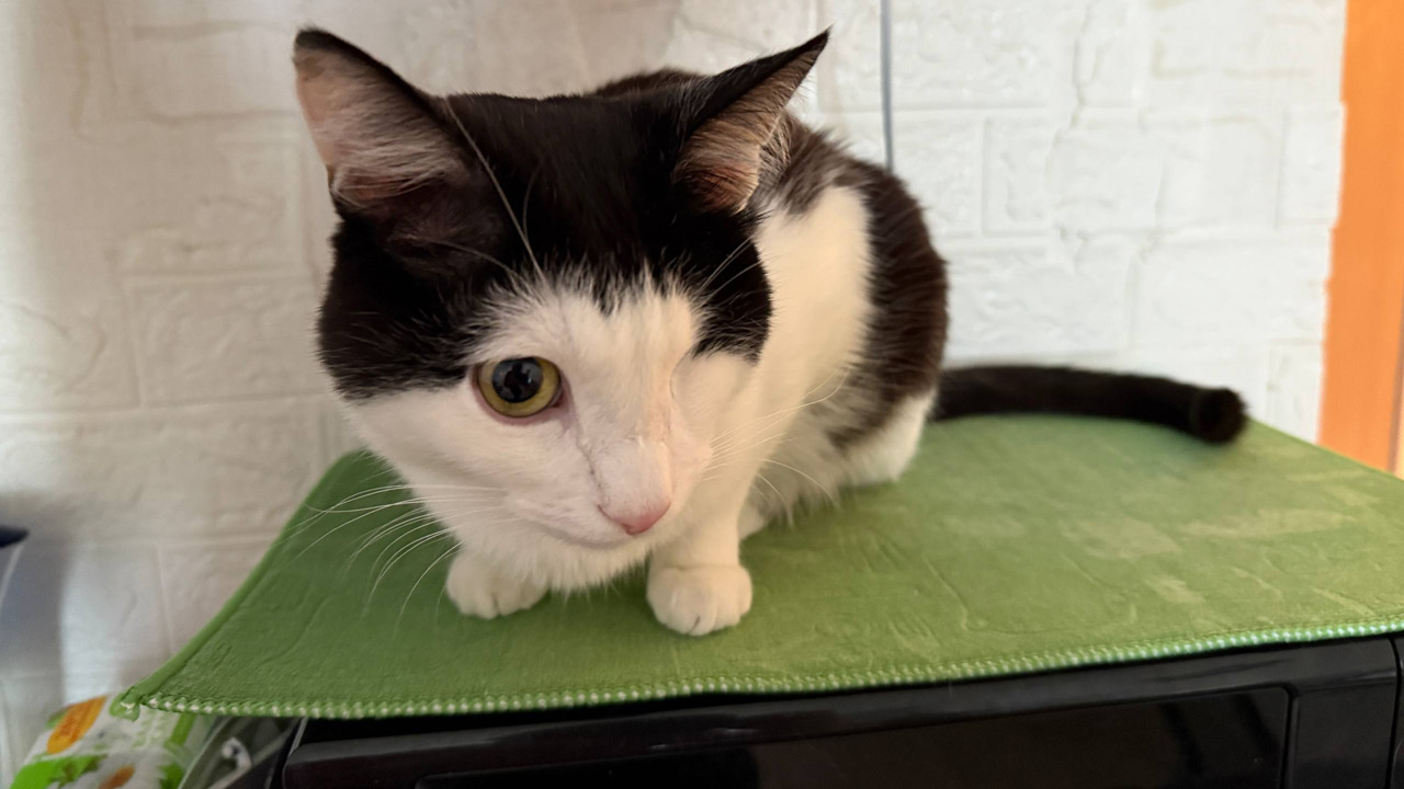 Два глаза на двоих: вдохновляющая история художницы из Челябинска и ее кота