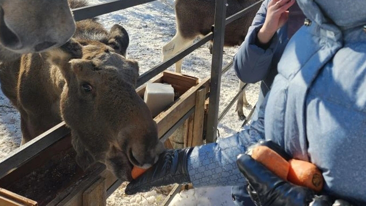 Спасти лосей: уникальный центр в нацпарке "Зюраткуль" ждет реконструкция