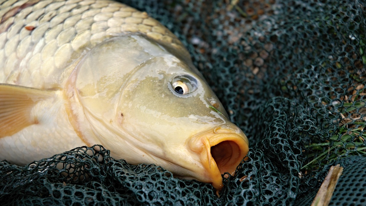 В Челябинской области спасают рыбу от зимнего замора В Челябинской области спасают рыбу от зимнего замора