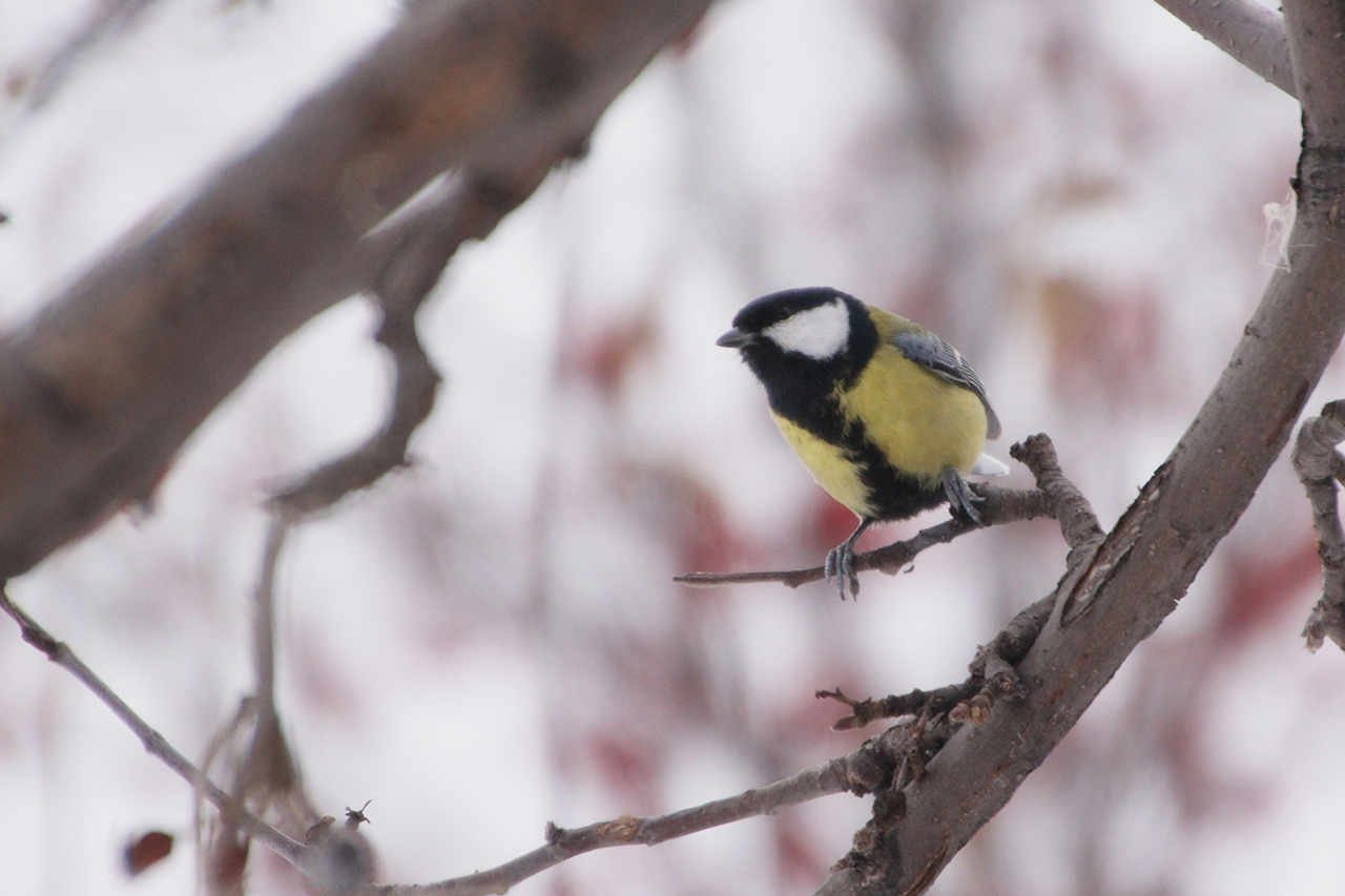 Голоса весны: первые песни синиц услышали в Челябинской области Голоса весны: первые песни синиц услышали в Челябинской области