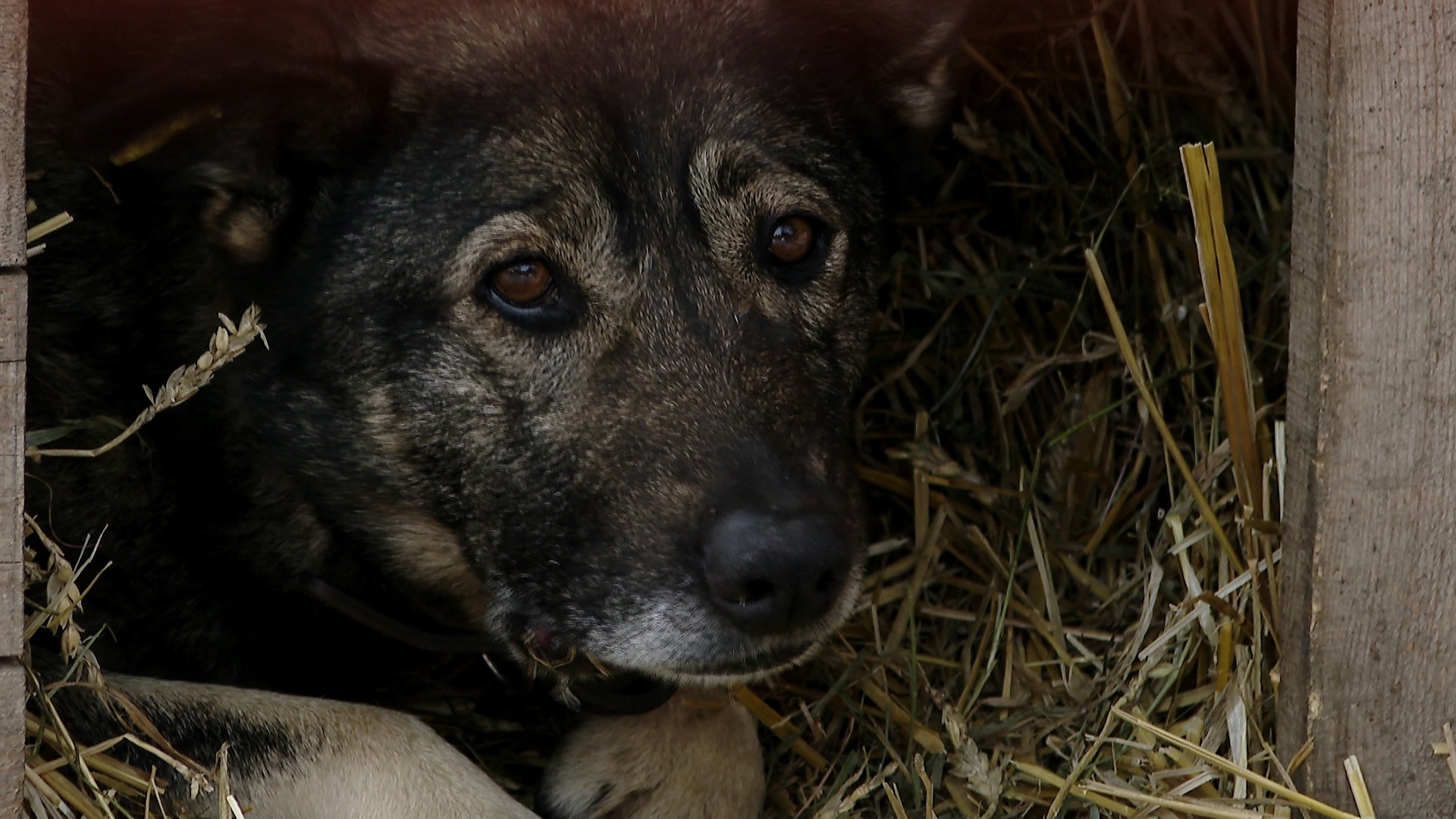 За судьбой собаки из Челябинска, спасенной курьером пиццерии, следит вся Россия За судьбой собаки из Челябинска, спасенной курьером пиццерии, следит вся Россия