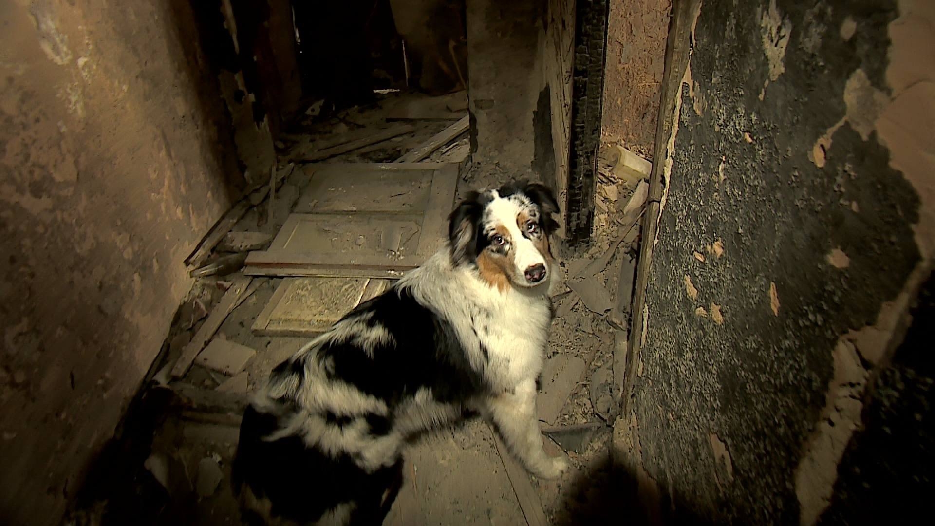 Не только люди на страже: собаки-спасатели ищут потерявшихся людей