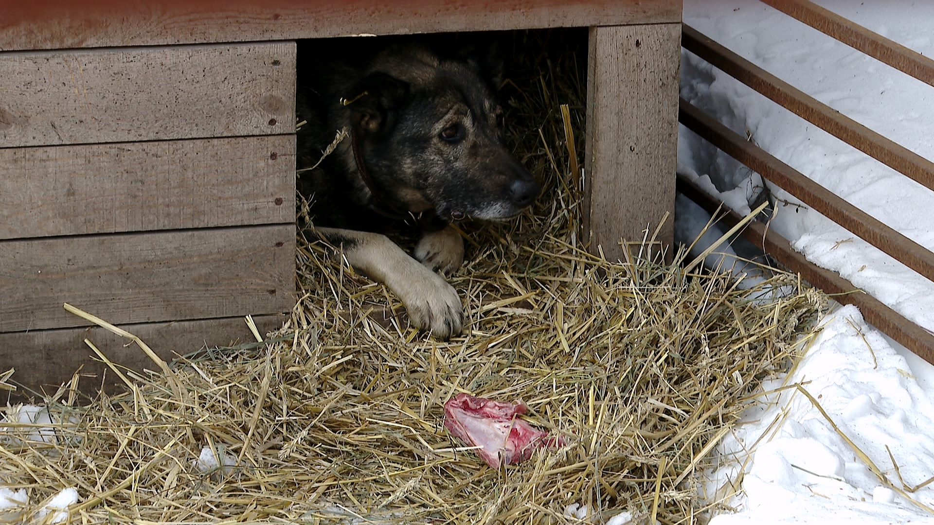За судьбой собаки из Челябинска, спасенной курьером пиццерии, следит вся Россия За судьбой собаки из Челябинска, спасенной курьером пиццерии, следит вся Россия