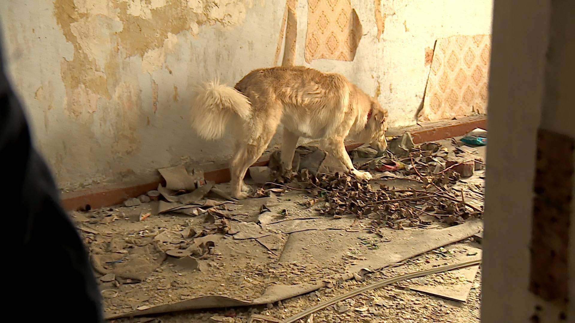 Не только люди на страже: собаки-спасатели ищут потерявшихся людей