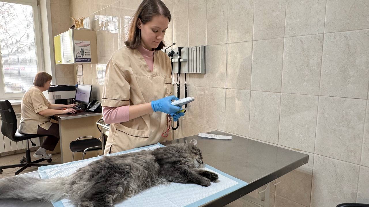 Чем полезна кастрация домашних животных, рассказали ветеринары