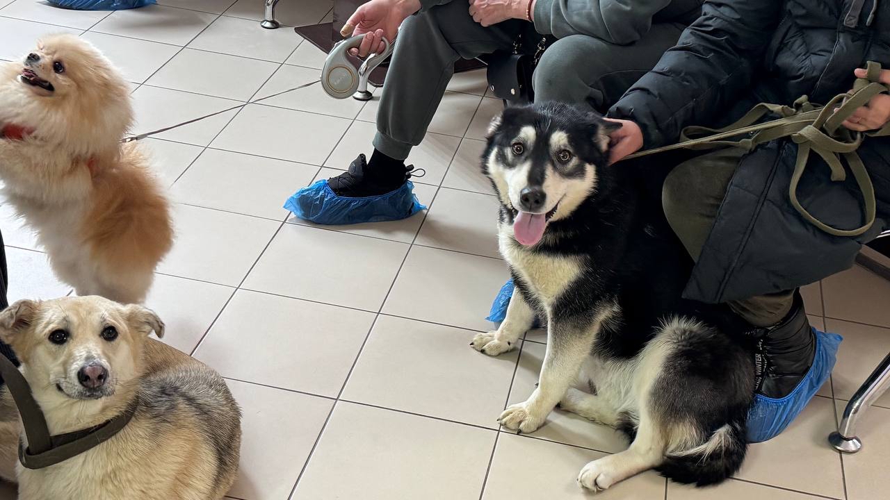 Чем полезна кастрация домашних животных, рассказали ветеринары