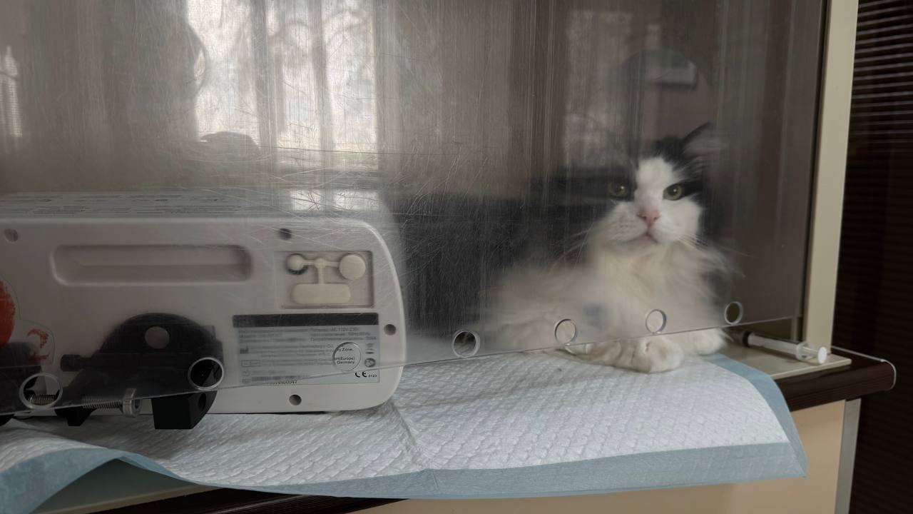 Чем полезна кастрация домашних животных, рассказали ветеринары