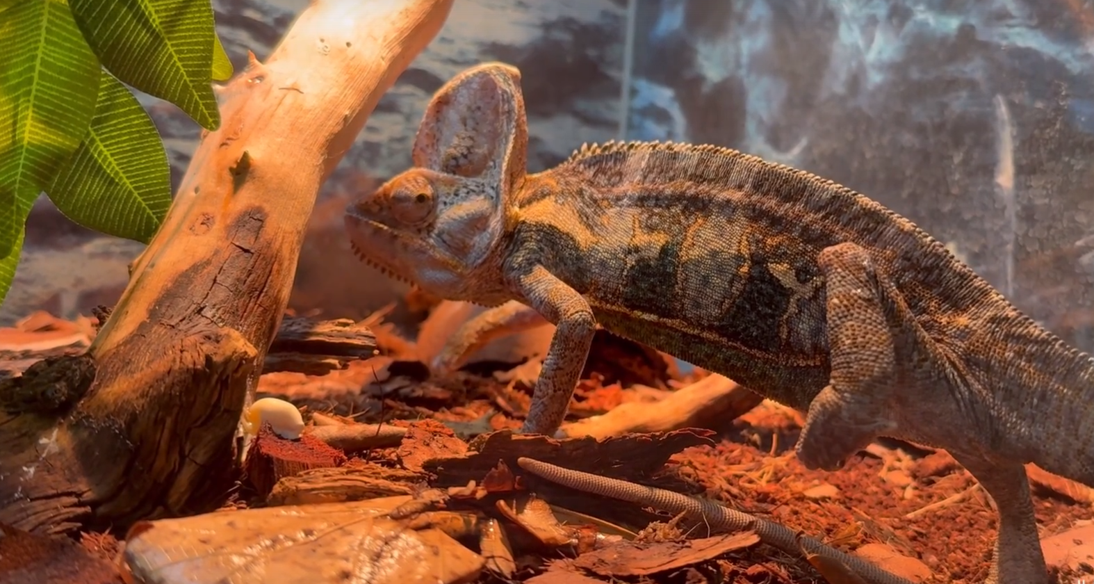 Как хамелеон Йося из Челябинского зоопарка отметил День неторопливости