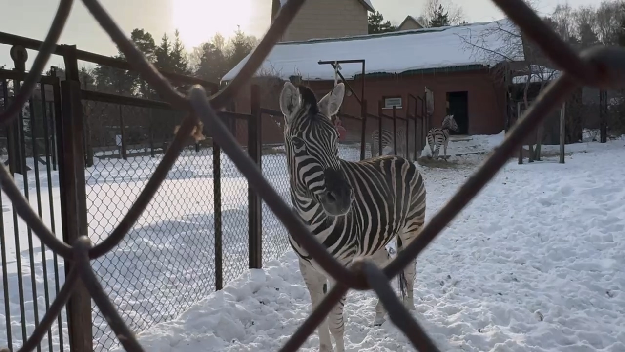 Увлекательные факты о зебрах рассказали посетителям Челябинского зоопарка