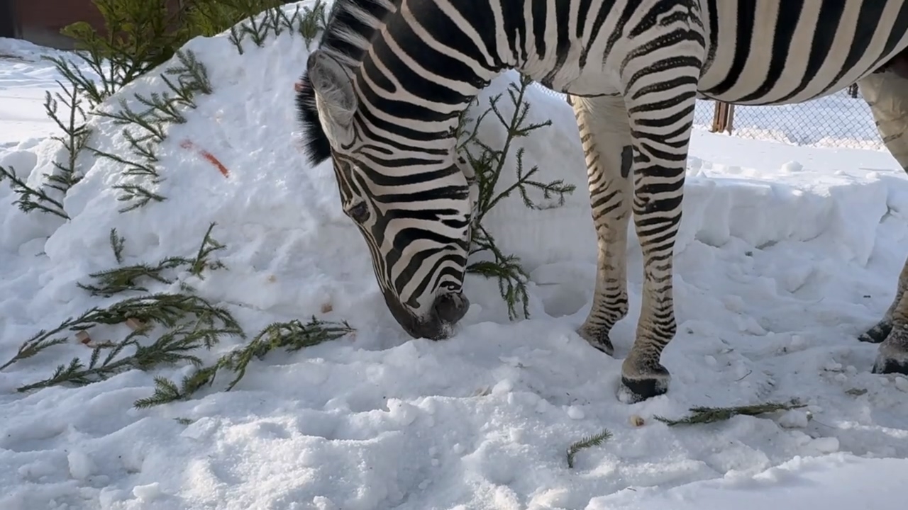 Увлекательные факты о зебрах рассказали посетителям Челябинского зоопарка