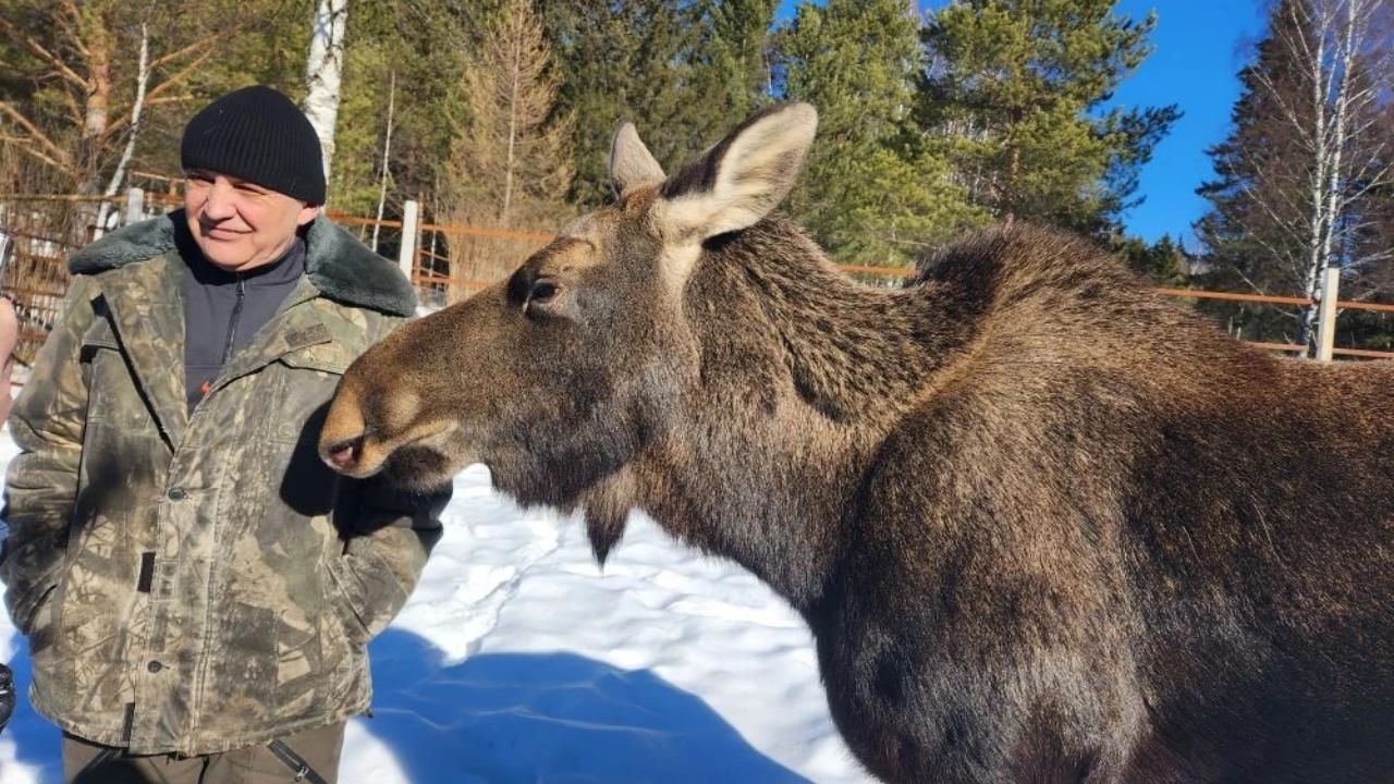 Спасти лосей: уникальный центр в нацпарке "Зюраткуль" ждет реконструкция