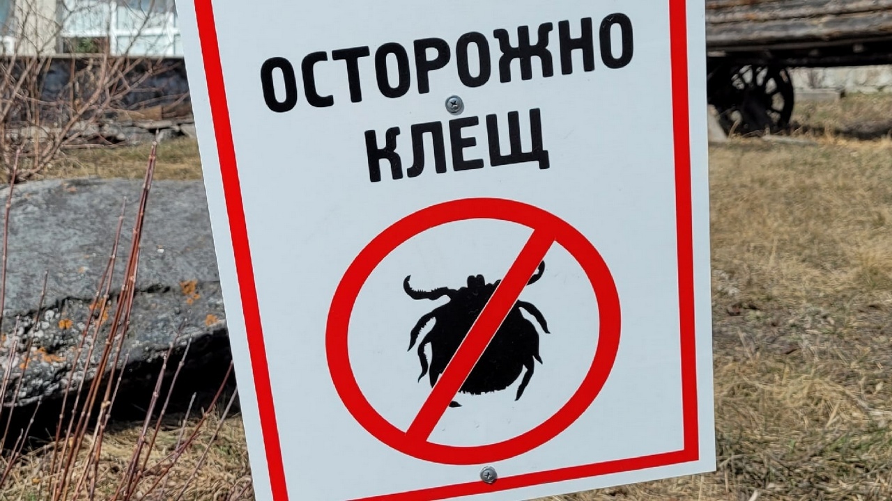 Первый случай укуса клеща в 2026 году зафиксирован в Челябинской области Первый случай укуса клеща в 2026 году зафиксирован в Челябинской области