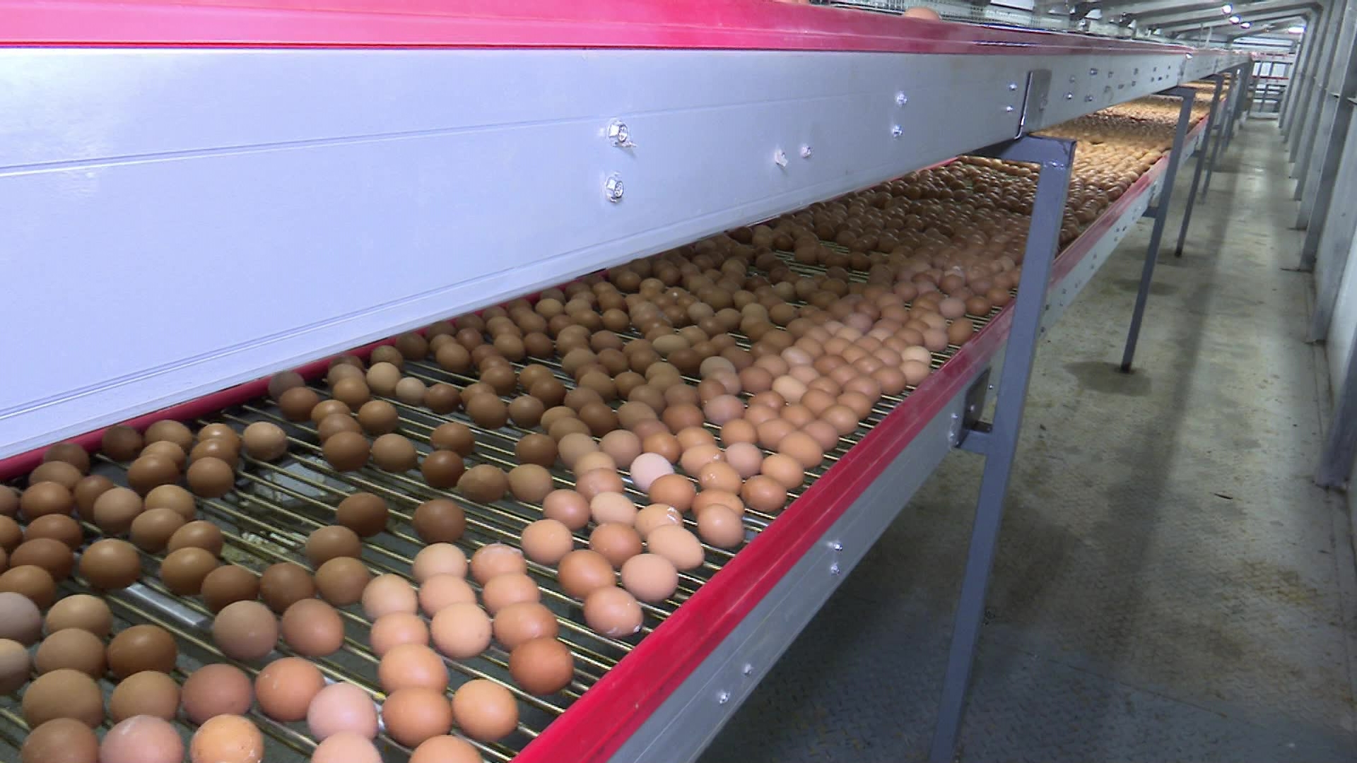 На птицефабрике в Чебаркуле задействовали искусственный интеллект для сортировки яиц На птицефабрике в Чебаркуле задействовали искусственный интеллект для сортировки яиц