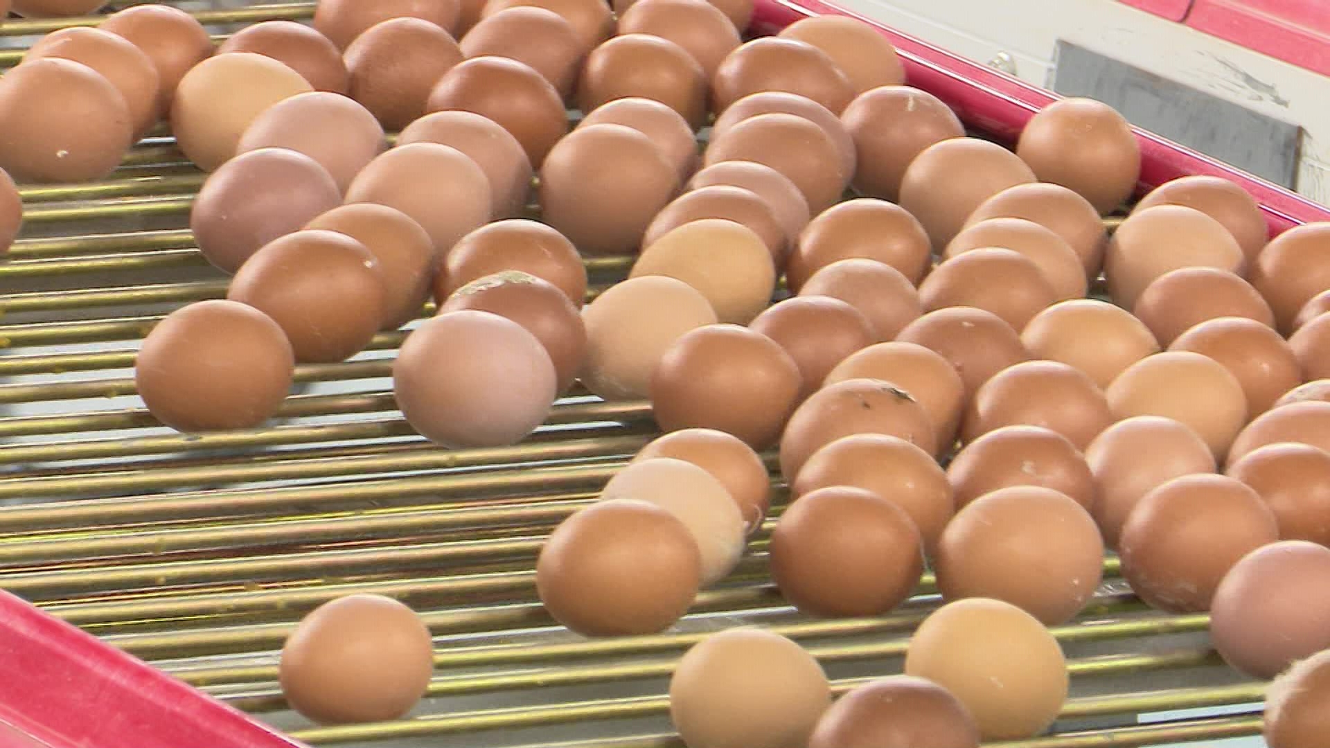 На птицефабрике в Чебаркуле задействовали искусственный интеллект для сортировки яиц На птицефабрике в Чебаркуле задействовали искусственный интеллект для сортировки яиц