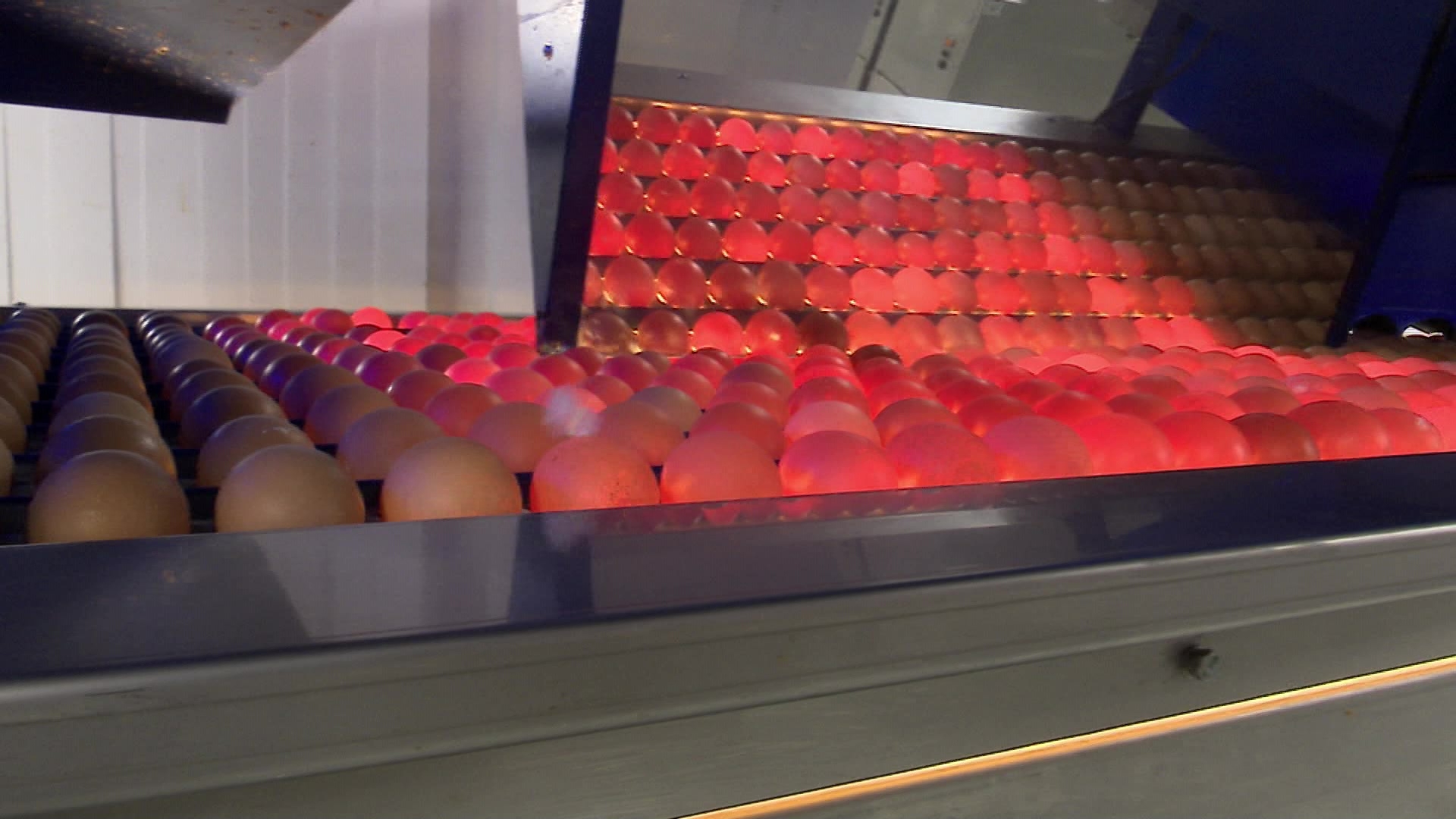 На птицефабрике в Чебаркуле задействовали искусственный интеллект для сортировки яиц На птицефабрике в Чебаркуле задействовали искусственный интеллект для сортировки яиц