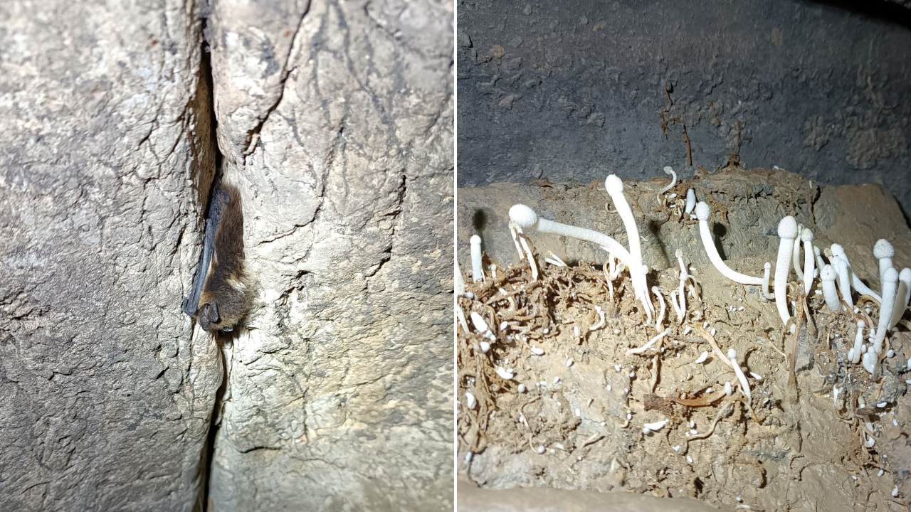 Спелеологи показали тайную жизнь подземелий Челябинской области Спелеологи показали тайную жизнь подземелий Челябинской области