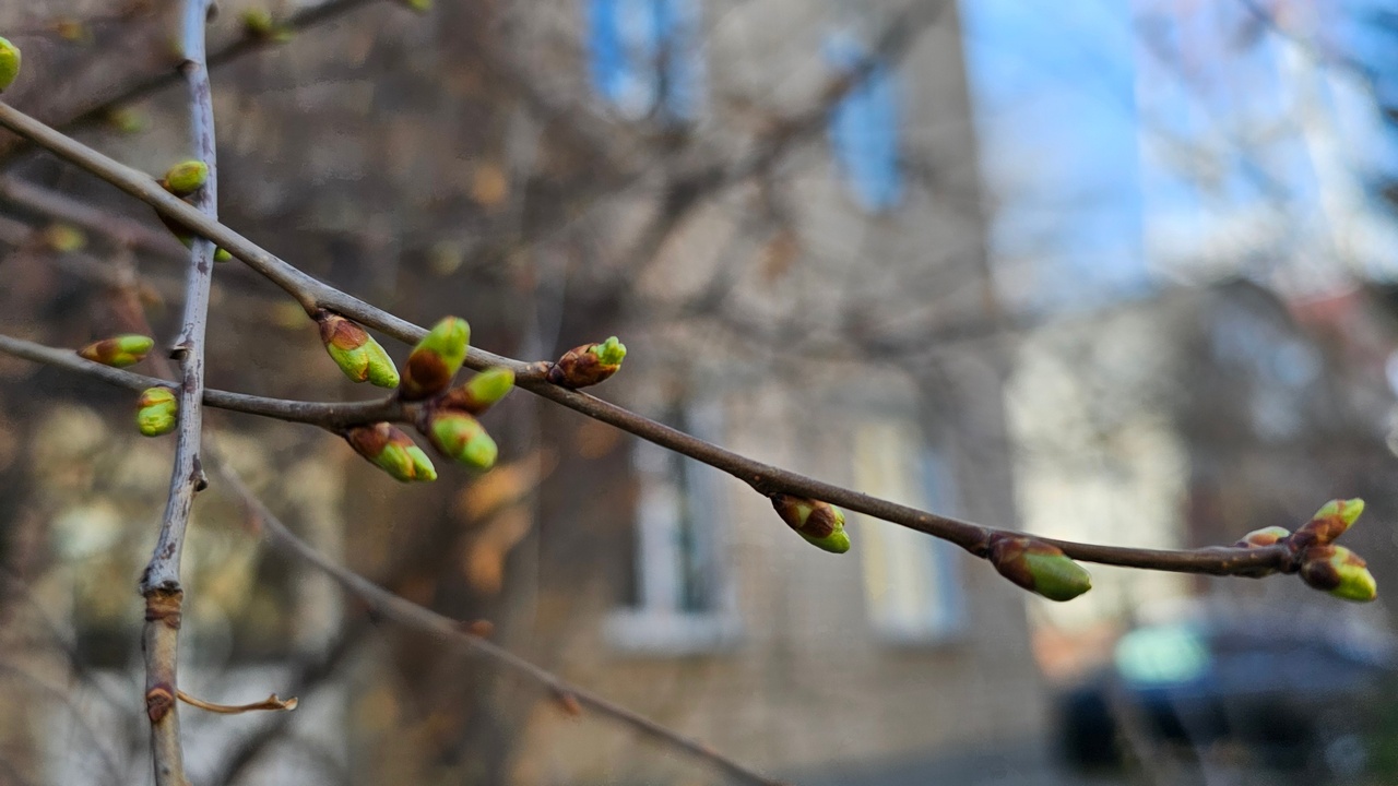 Аномальные для марта 20°С прогнозируют синоптики в Челябинской области Аномальные для марта 20°С прогнозируют синоптики в Челябинской области