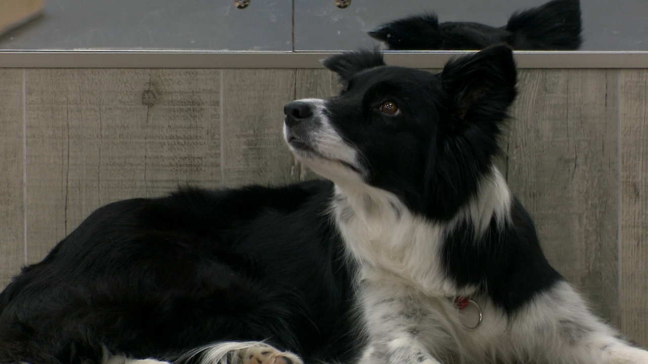 Поиск по запаху: в Челябинске показали, как можно развить нюх у собак