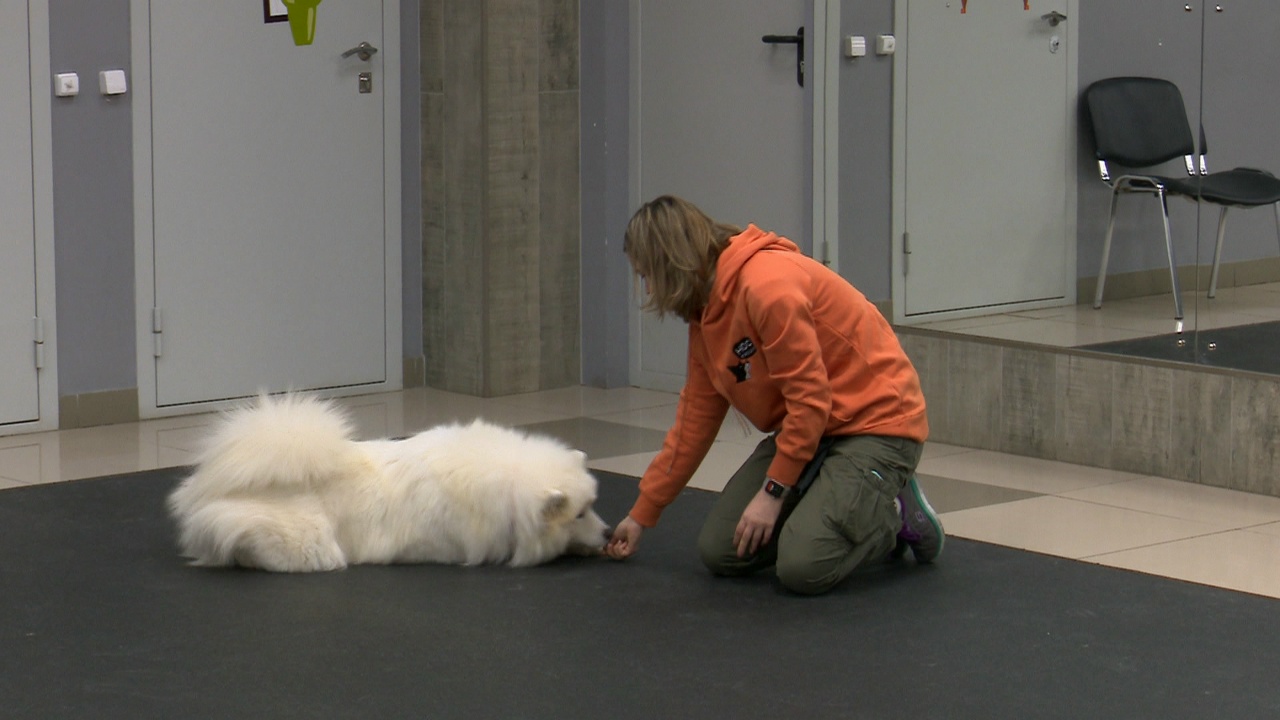Поиск по запаху: в Челябинске показали, как можно развить нюх у собак