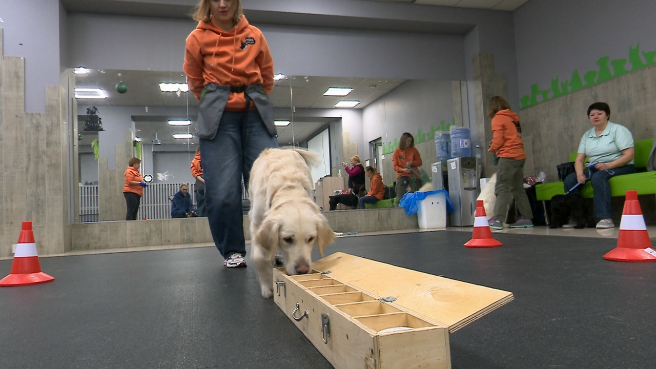Поиск по запаху: в Челябинске показали, как можно развить нюх у собак