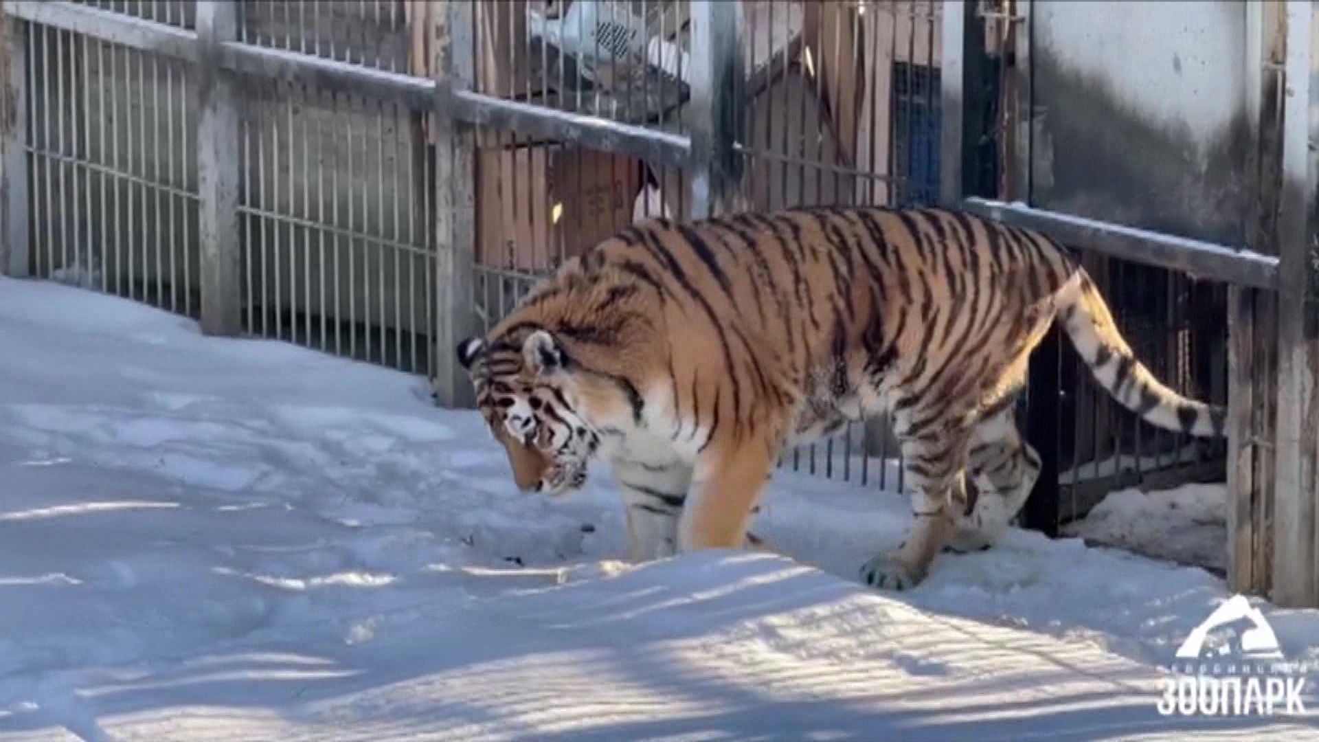 Амурский тигр Матис из челябинского зоопарка пошел на поправку Амурский тигр Матис из челябинского зоопарка пошел на поправку
