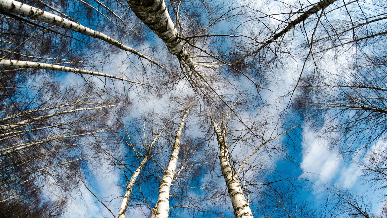 Сезон сбора березового сока начался в Челябинской области Сезон сбора березового сока начался в Челябинской области