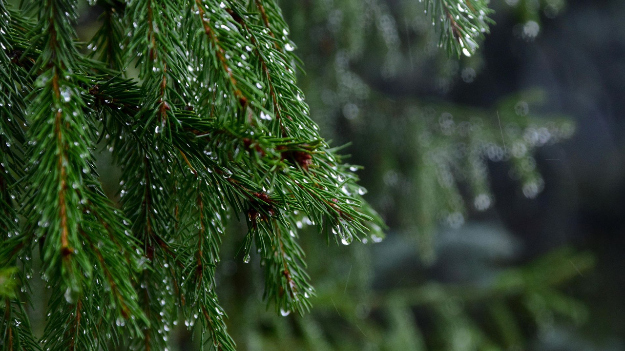 Циклон принесет осадки в Челябинскую область: когда начнутся дожди